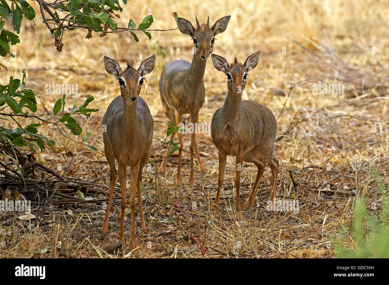Kirks Dik Dik, Madoqua Kirkii, Erwachsene auf Trockenrasen, Masai Mara-Park in Kenia Stockfoto