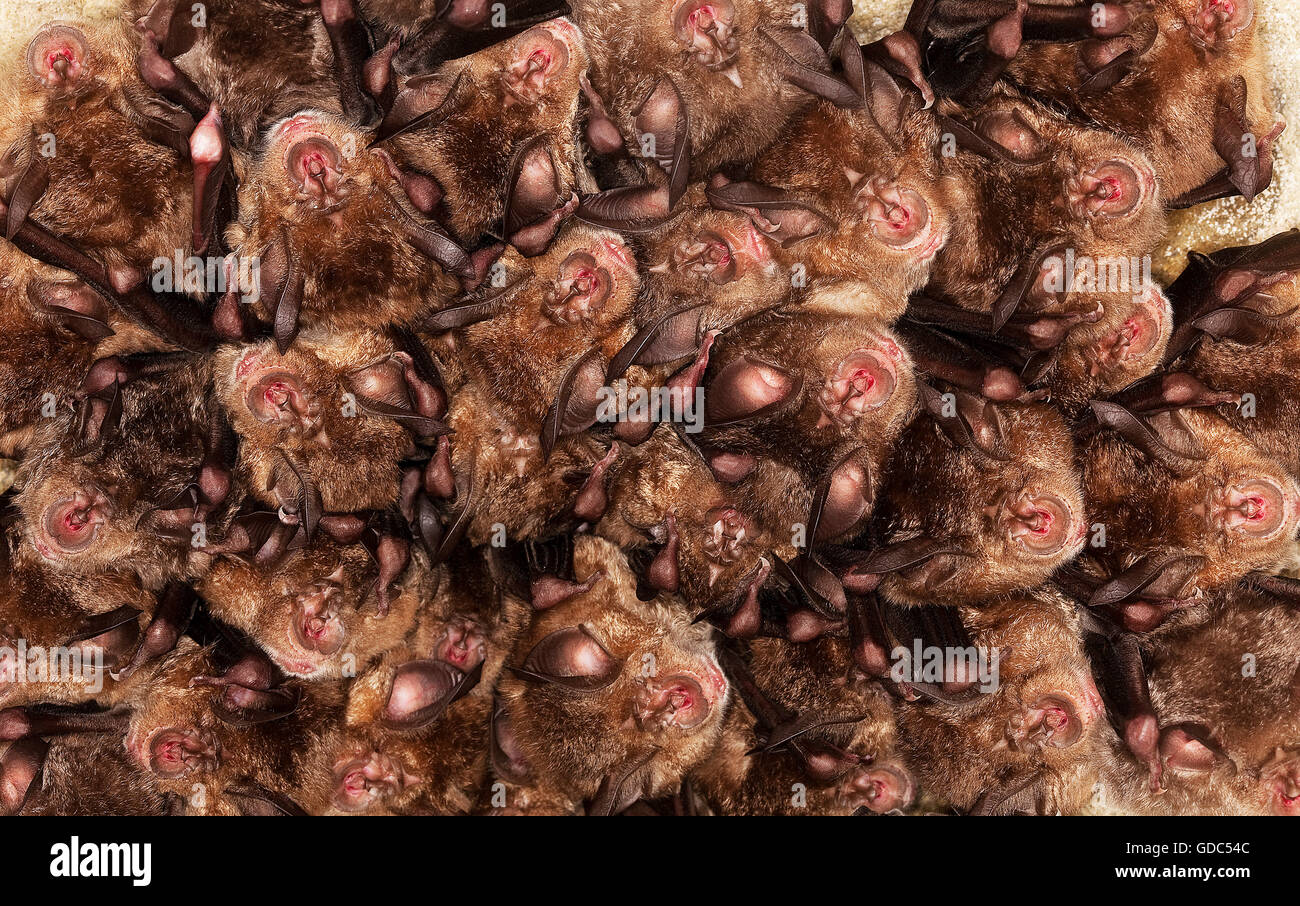 Mehr ganz Bat, Rhinolophus Ferrumequinum, Kolonie Winterschlaf in einer Höhle, Normandie Stockfoto