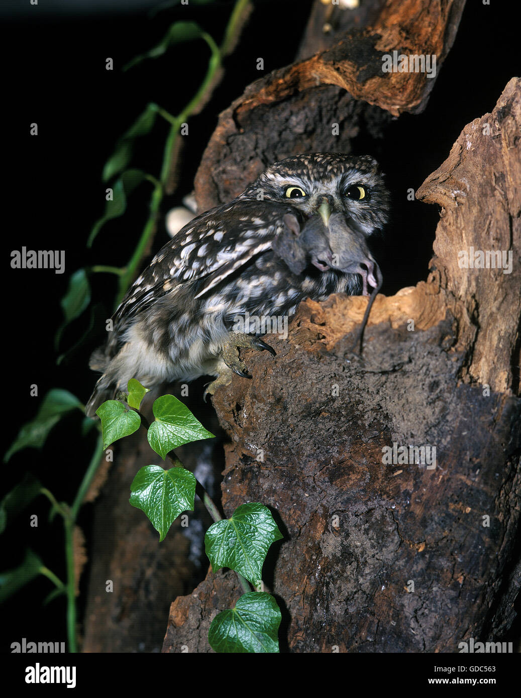 Steinkauz, Athene Noctua, Erwachsenen am Nest mit Wühlmaus im Schnabel Stockfoto