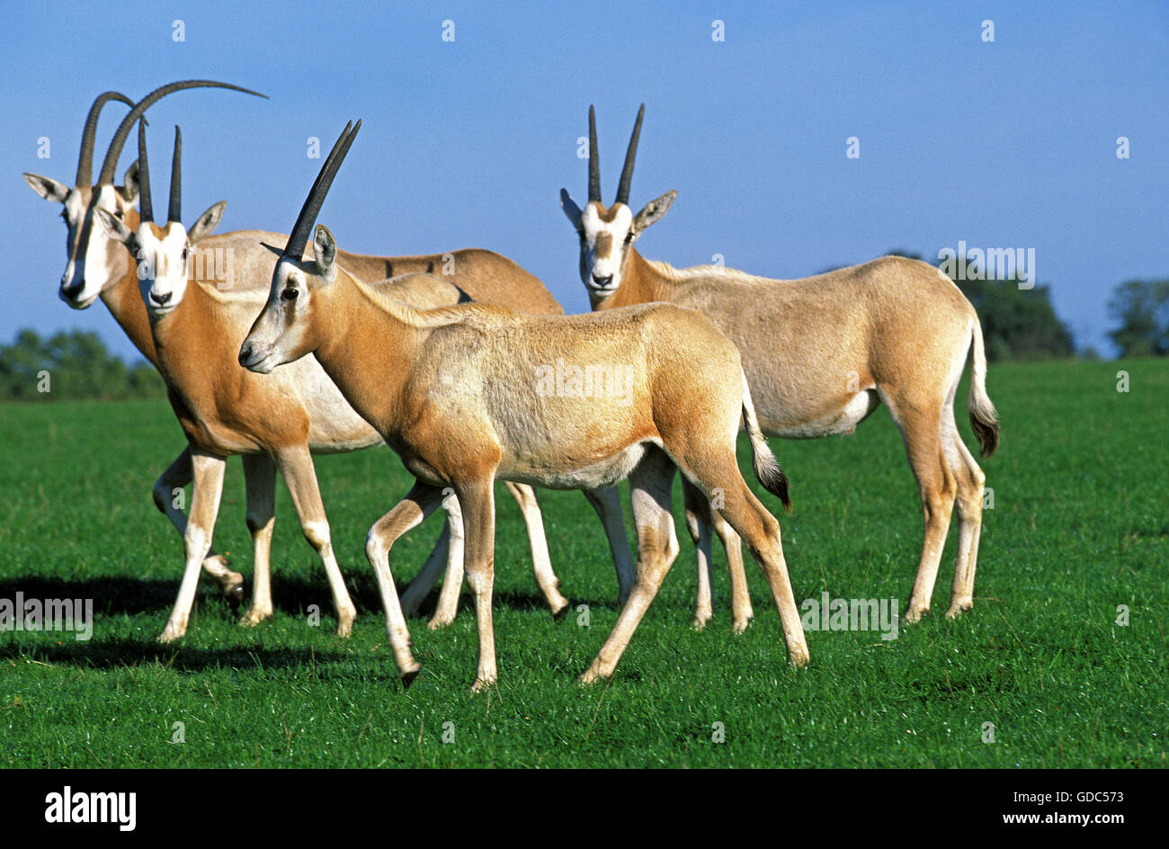 Scimitar Horned Oryx, Oryx Dammah, Herde, dieser Specy ist jetzt ausgestorben in der Wildnis Stockfoto