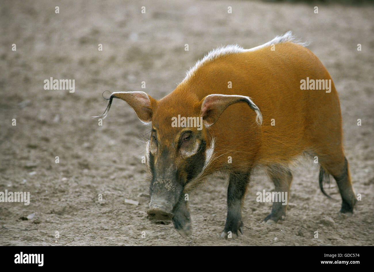 Red River Hog, Potamochoerus Porcus, Erwachsene Stockfoto