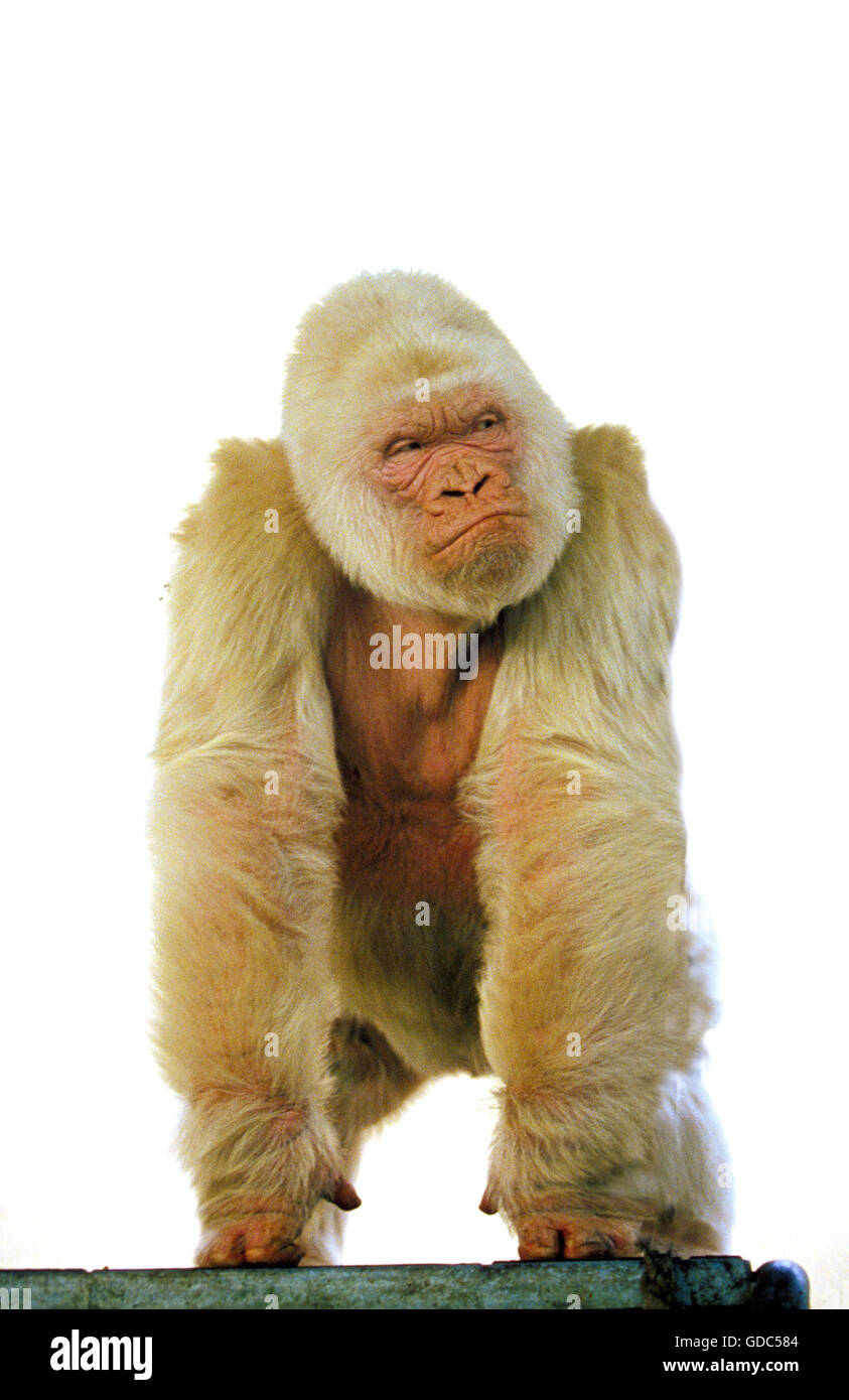 Weißer Gorilla Gorilla Gorilla, Zoo von Barcelona in Spanien, Männlich, Schneeflocke oder Copito de Nieve genannt Stockfoto