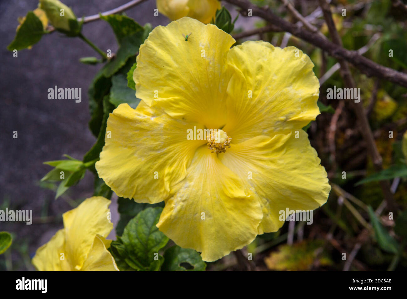 Big Island, Blume, Hibiskus, USA, Hawaii, Amerika, Stockfoto