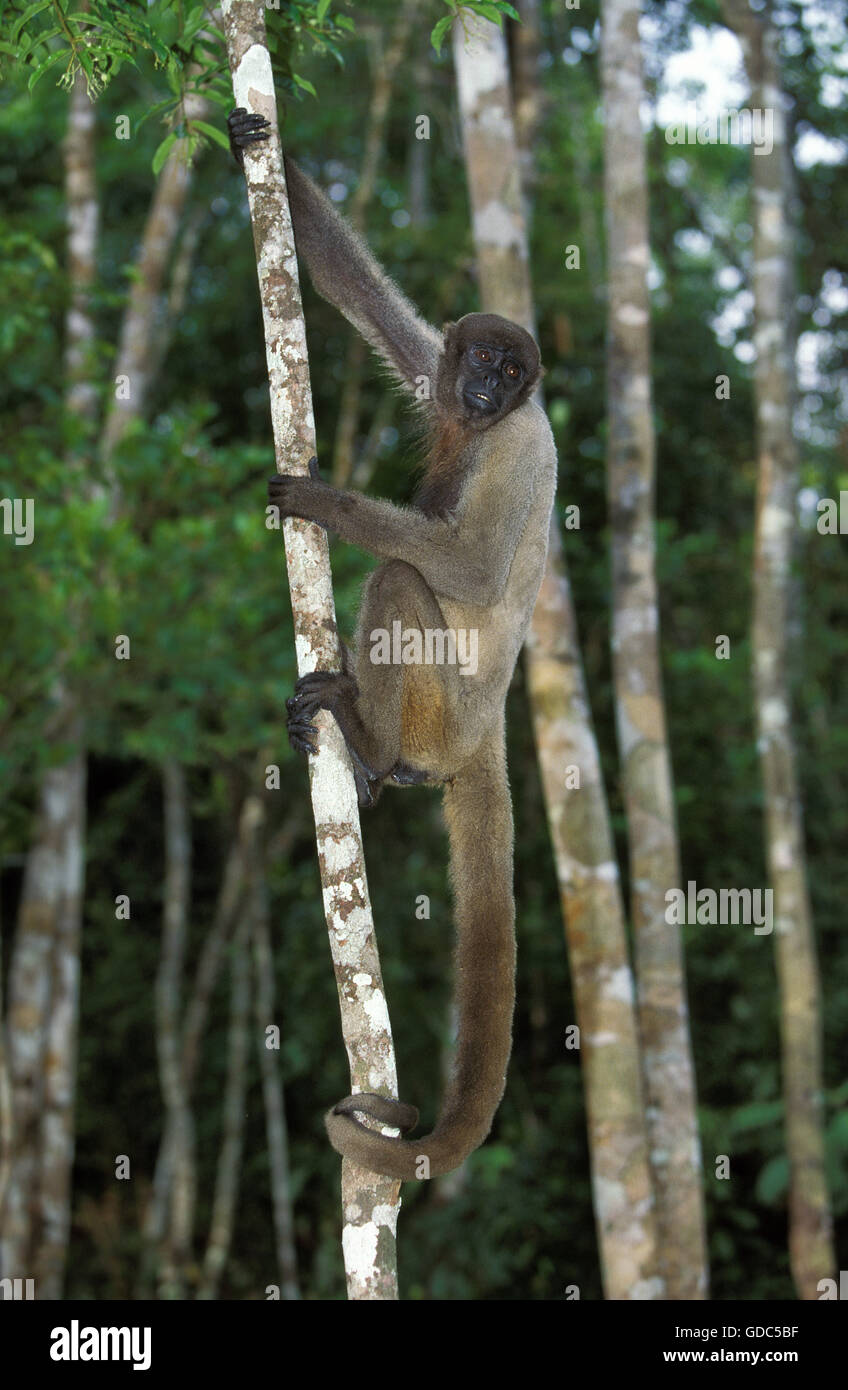 Kolumbianische Wolly Affe, Lagothrix Lagothricha Lugens, Erwachsene Zweig hängend Stockfoto