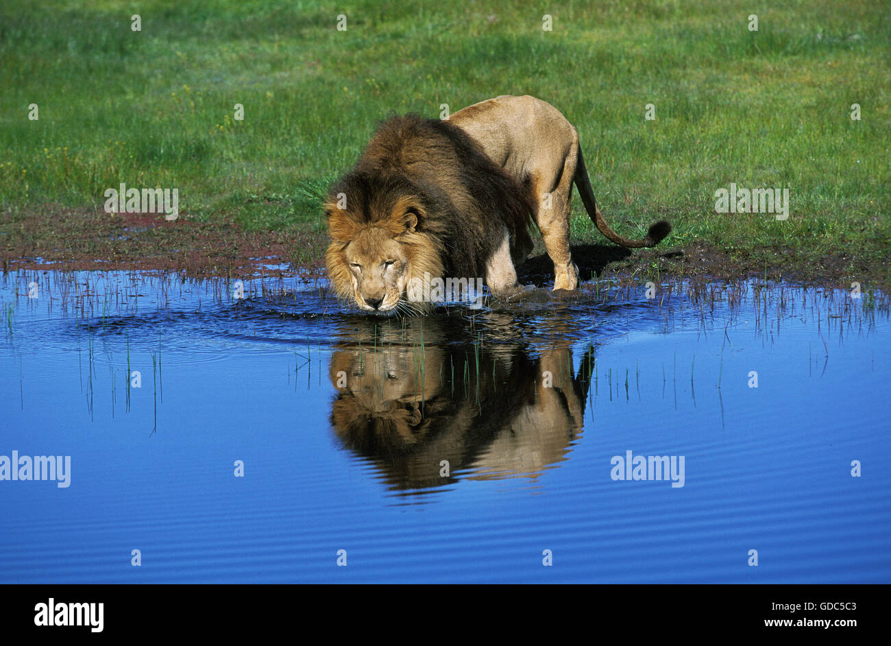 AFRIKANISCHER Löwe Panthera Leo, männliche trinken von Pfund Stockfoto