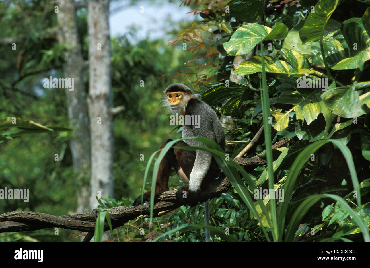 Red Schaft-Douc Monkey, Pygathrix Nemaeus Nemaeus, Erwachsene auf Ast Stockfoto