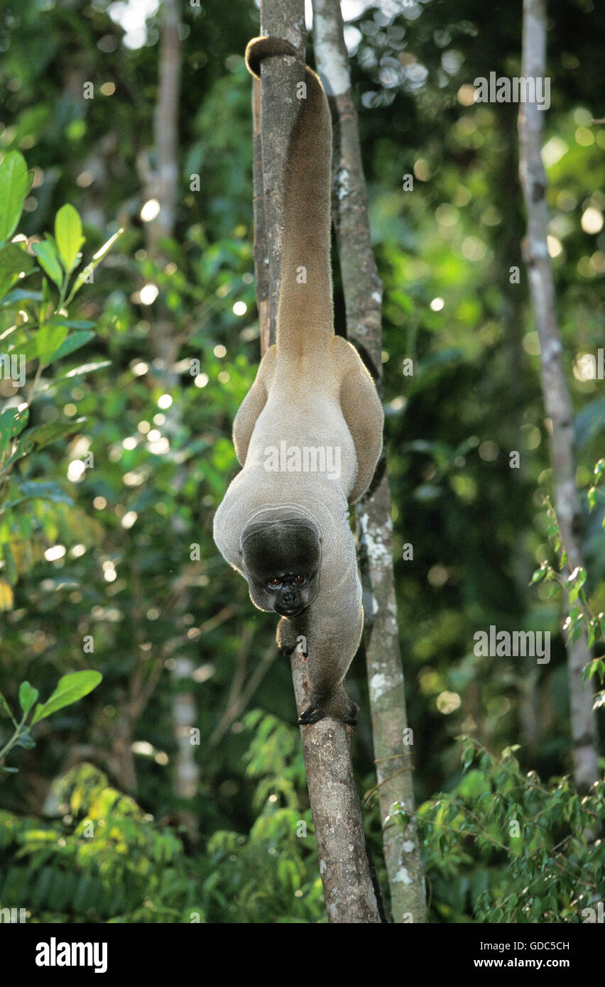 Kolumbianische Wolly Affe, Lagothrix Lagothricha Lugens, Erwachsenen hängen vom Zweig, Pantanal in Brasilien Stockfoto