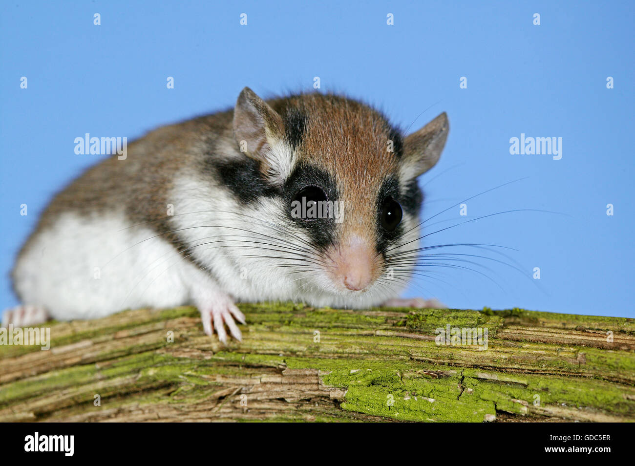 Gartenschläfer bild Fotos und Bildmaterial in hoher Auflösung Alamy