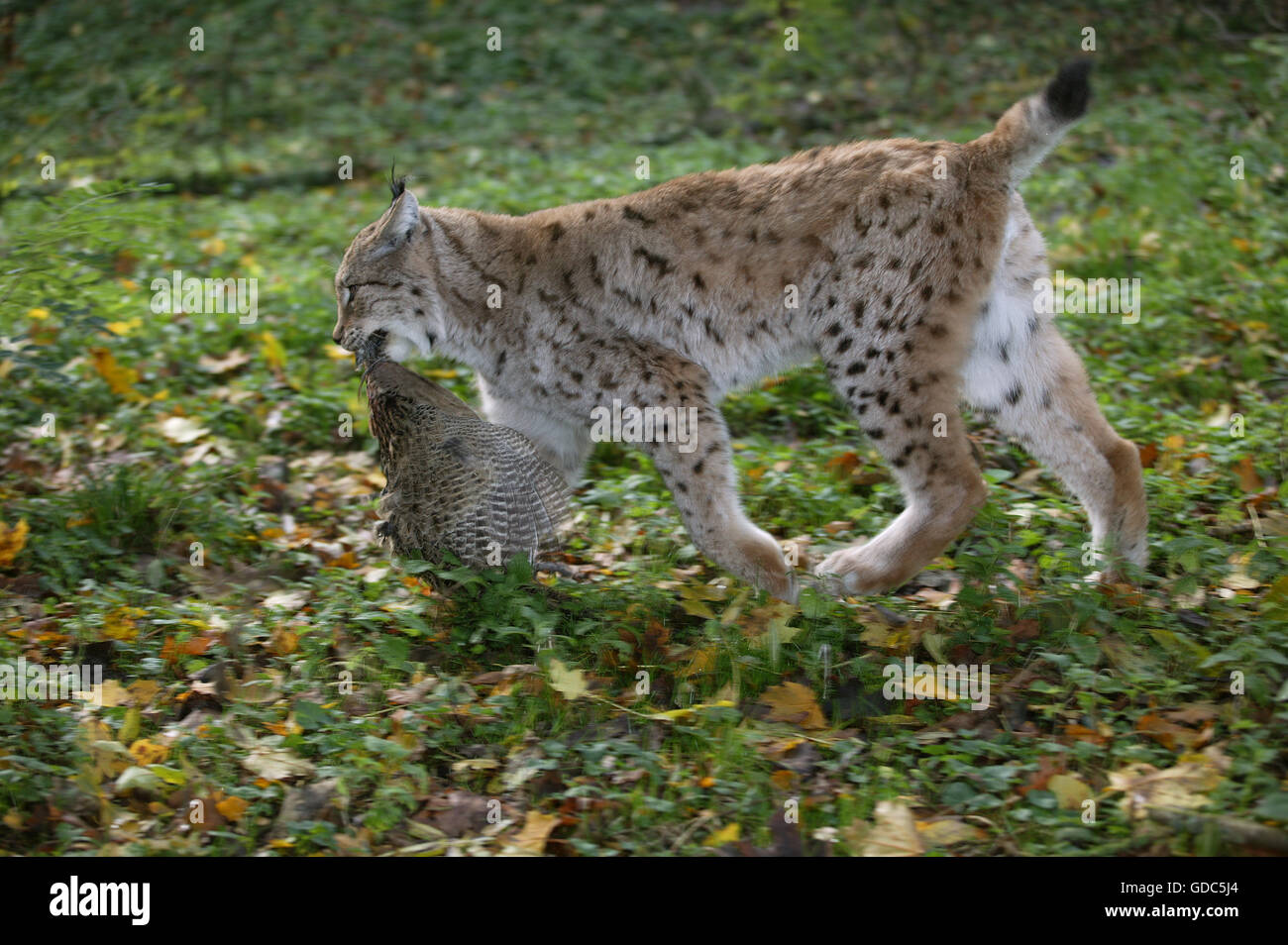 Europäische Luchs, Felis Lynx mit einem Kill, ein Fasan Stockfoto