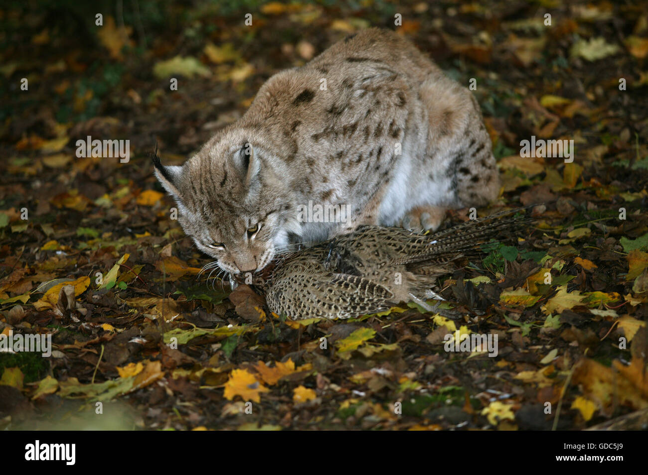 Europäische Luchs Felis Lynx, Erwachsene mit A gemeinsame Fasan zu töten Stockfoto