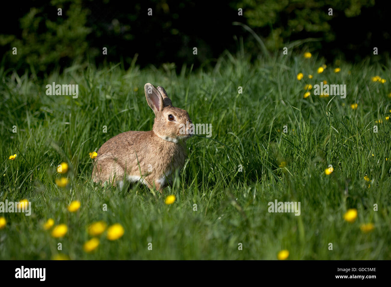 Europäische Kaninchen oder Wildkaninchen Oryctolagus Cuniculus, Erwachsene im gelben Blüten, Normandie Stockfoto
