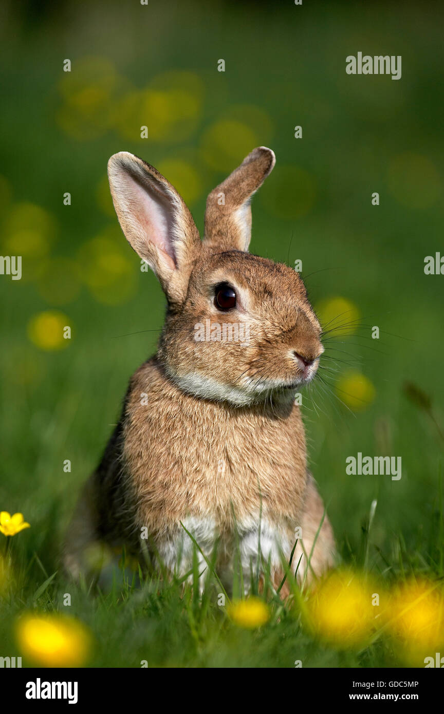 Europäische Kaninchen oder Wildkaninchen Oryctolagus Cuniculus, Erwachsene im gelben Blüten, Normandie Stockfoto