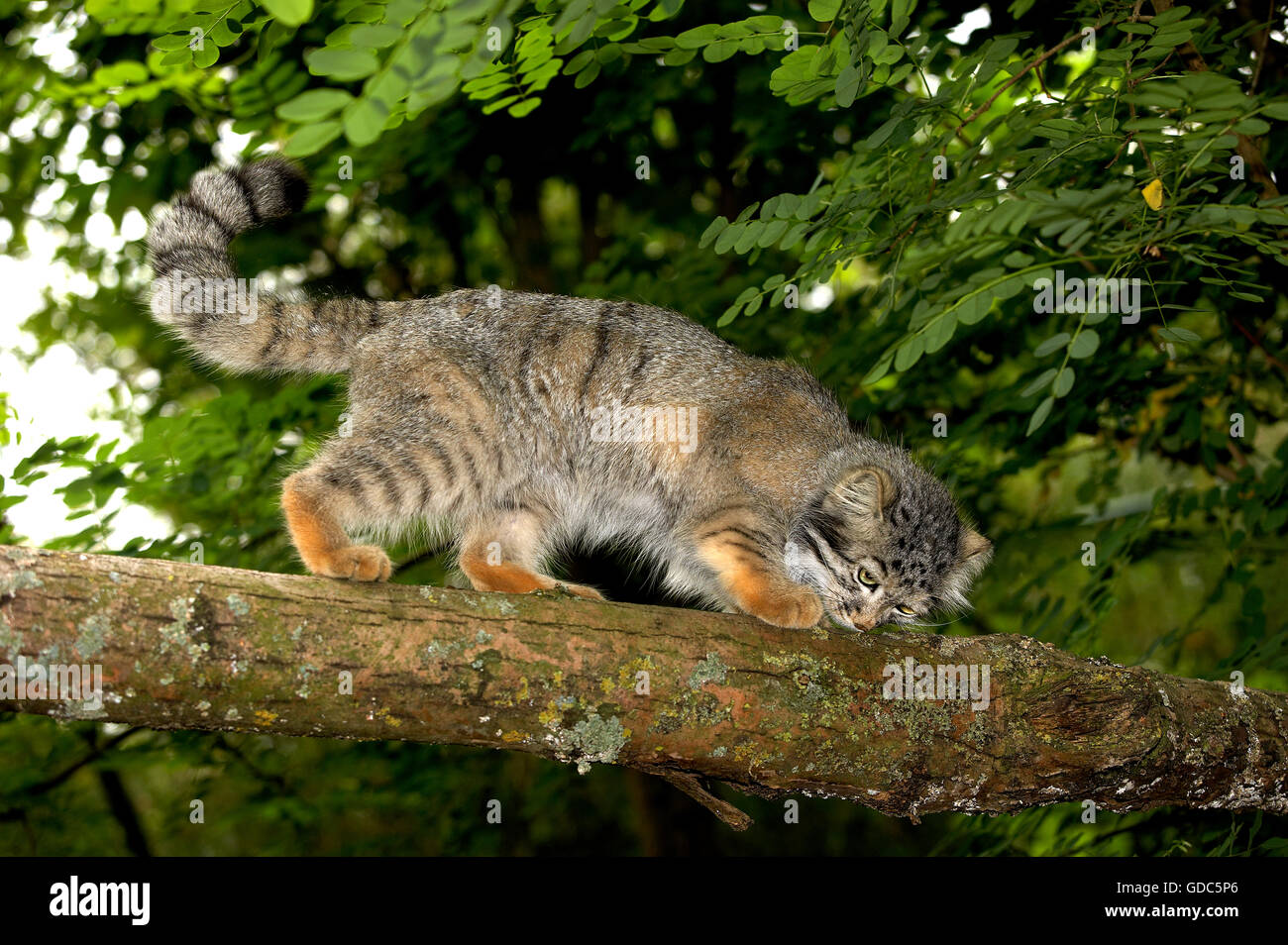 Handbuch oder Pallas Katze, Otocolobus Handbuch, Erwachsene zu riechen, zu Fuß auf Ast Stockfoto