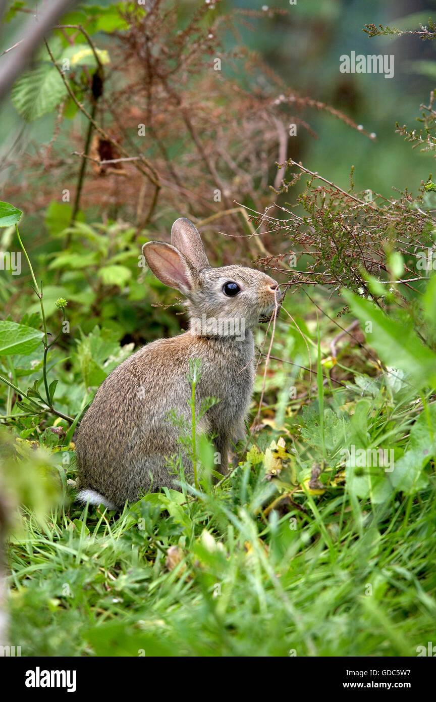 Europäische Kaninchen oder Wildkaninchen Oryctolagus Cuniculus, Young auf Rasen, Normandie Stockfoto