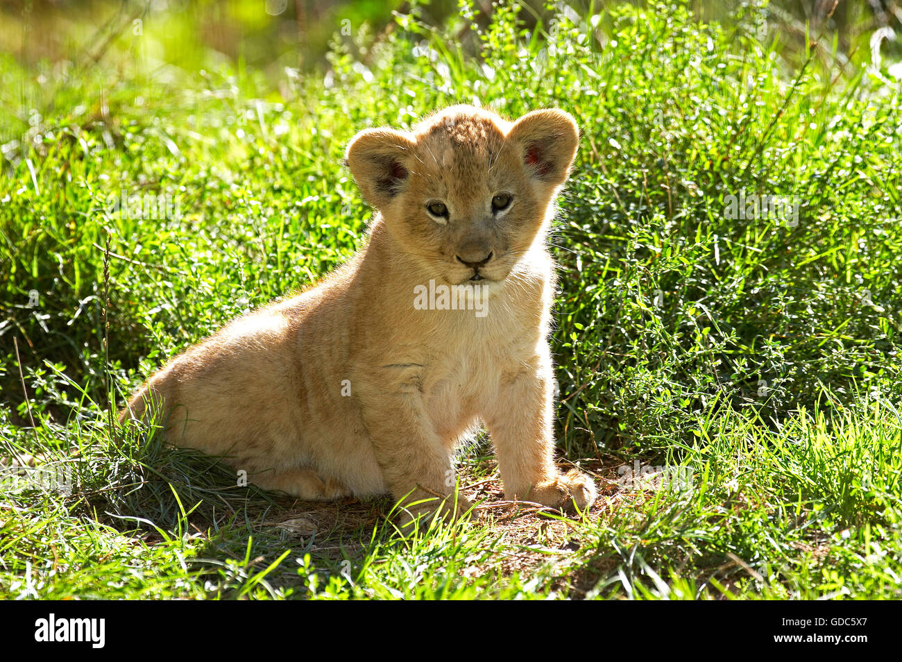 African Lion, Panthera Leo, Cub, sitzen auf dem Rasen Stockfoto