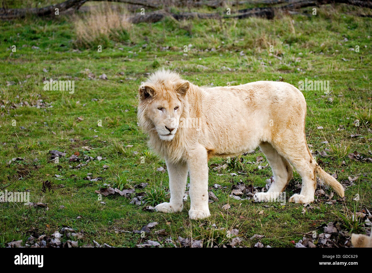 White Lion, Panthera Leo Krugensis, Männchen auf dem Rasen