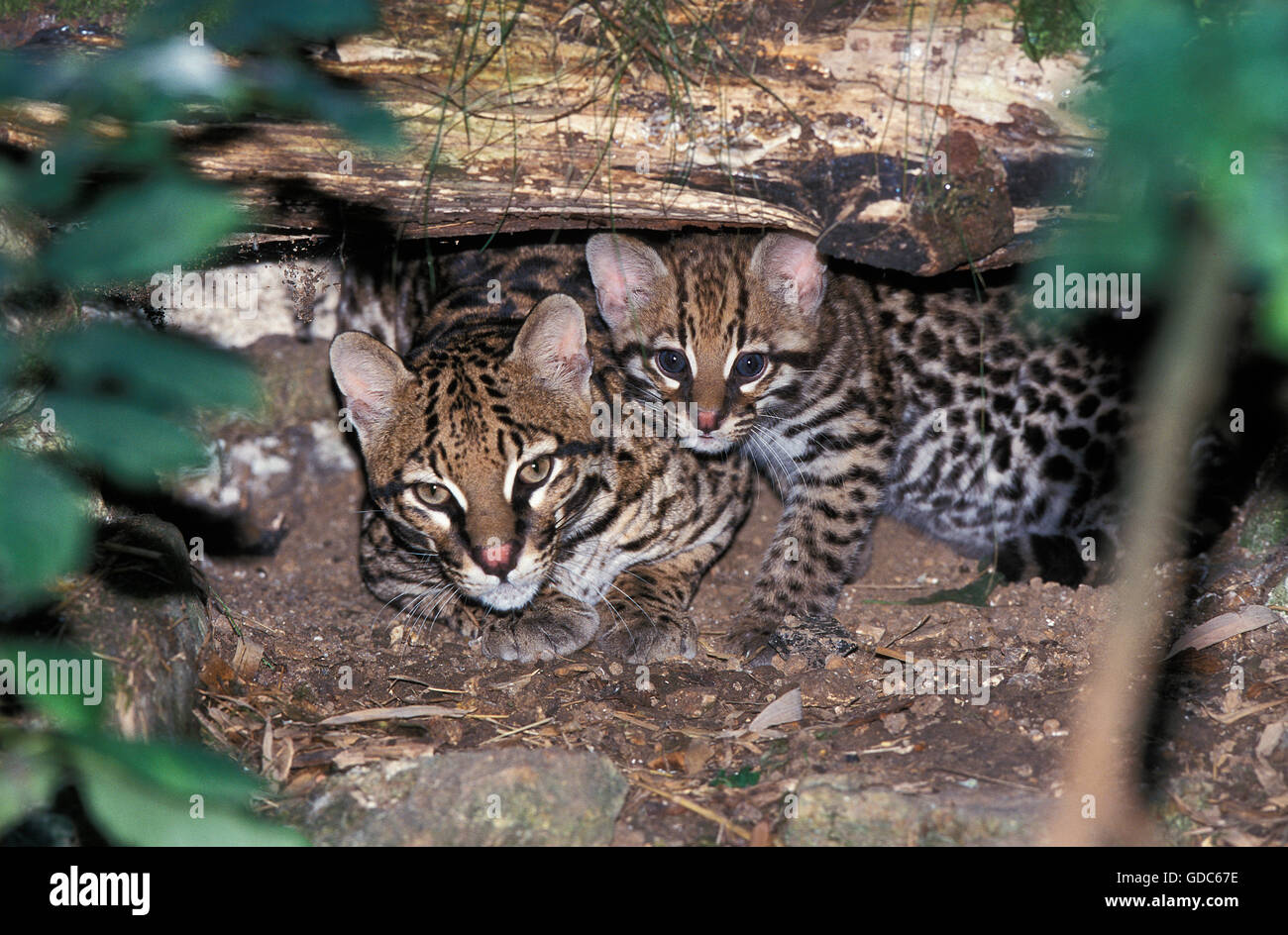 Ozelot, pardalis Pardalis, Weibchen mit Jungtier Stockfoto