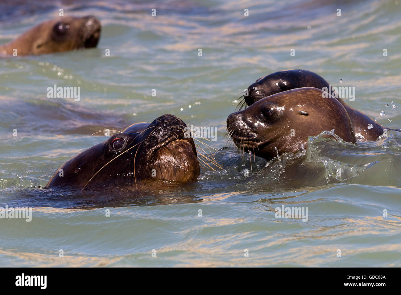 Südamerikanischen Seelöwen oder Südliche Seelöwen, Otaria Byronia, Gruppe schwimmen, Paracas Reservat in Peru Stockfoto
