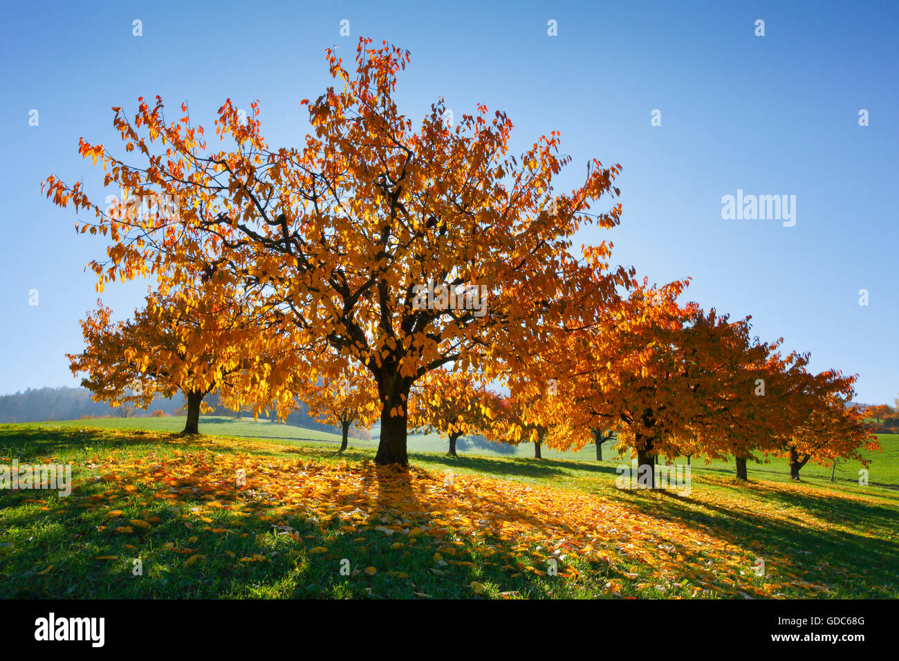 Kirschbäume im Herbst, Prunus Avium, Baselland, Schweiz Stockfoto