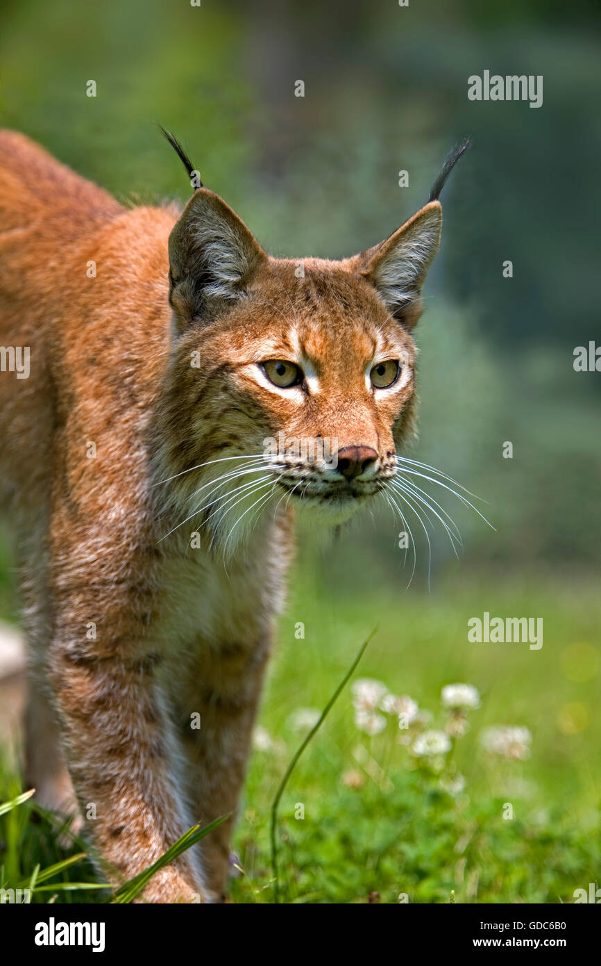 Sibirischer Luchs, Lynx Lynx Wrangeli, Porträt von Erwachsenen Stockfoto