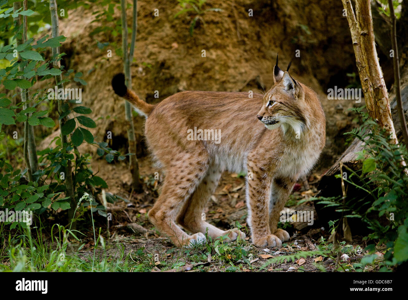 Sibirischer Luchs Lynx Lynx wrangeli Stockfoto