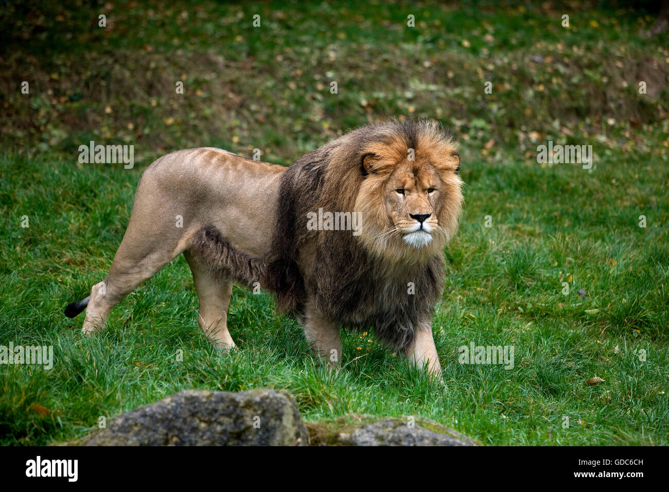 AFRIKANISCHER Löwe Panthera Leo Stockfoto