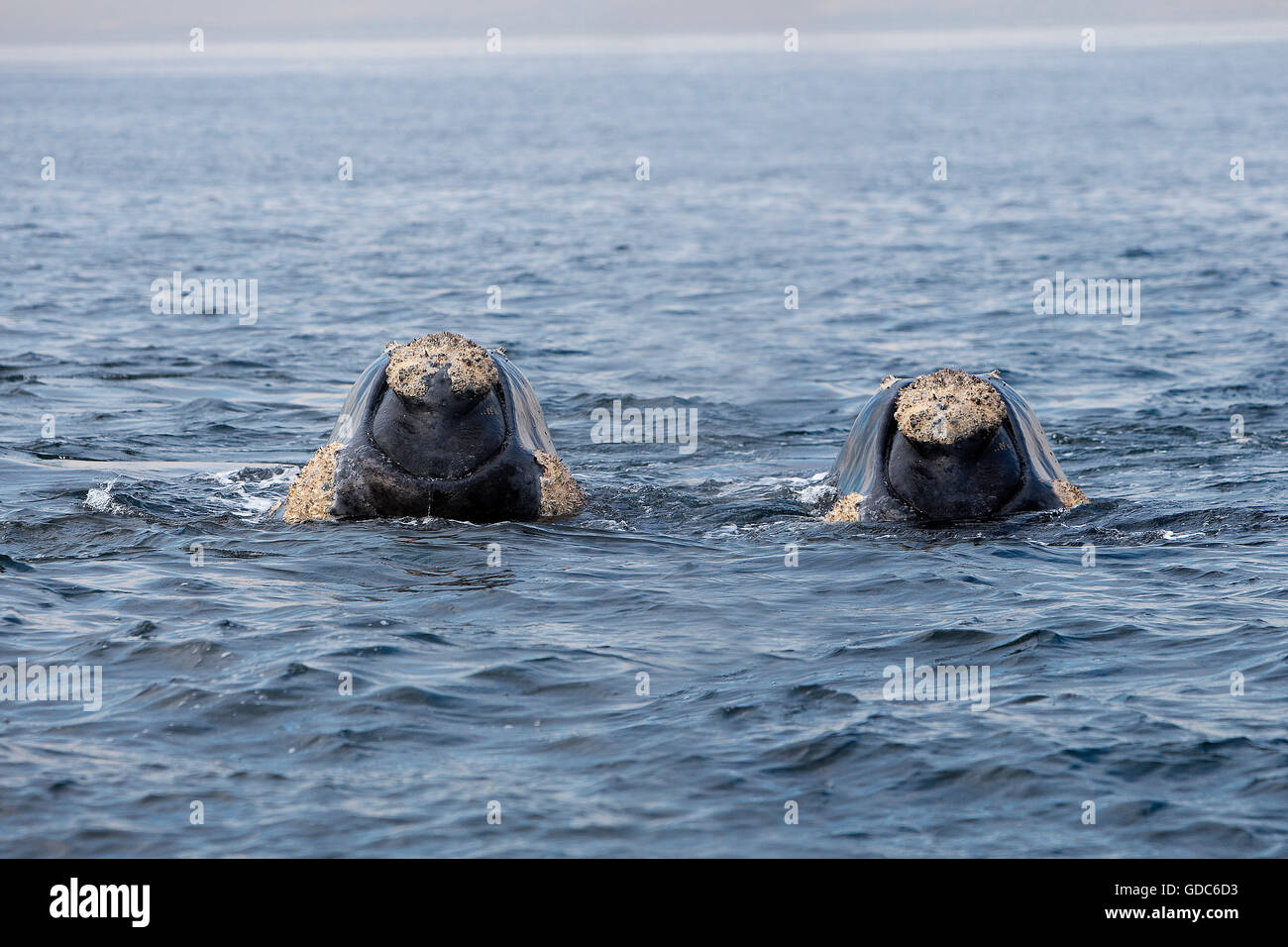 Südlichen Glattwal Eubalaena Australis, zwei Köpfe aus Meer, Hermanus in Südafrika Stockfoto