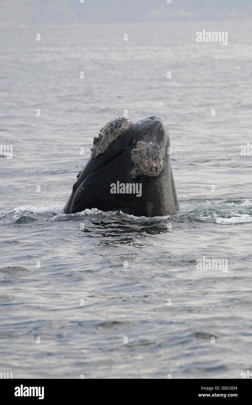 Südlichen Glattwal Eubalaena Australis, Kopf aus Meer, Hermanus in Südafrika Stockfoto