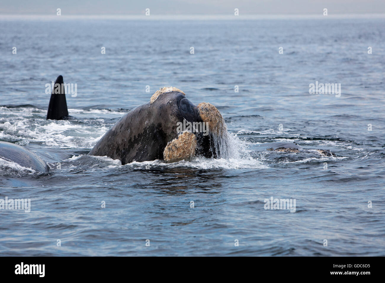 SÜDLICHEN GLATTWAL Eubalaena Australis, Leiter EMERGING aus Wasser, in der Nähe von HERMANUS IN Südafrika Stockfoto