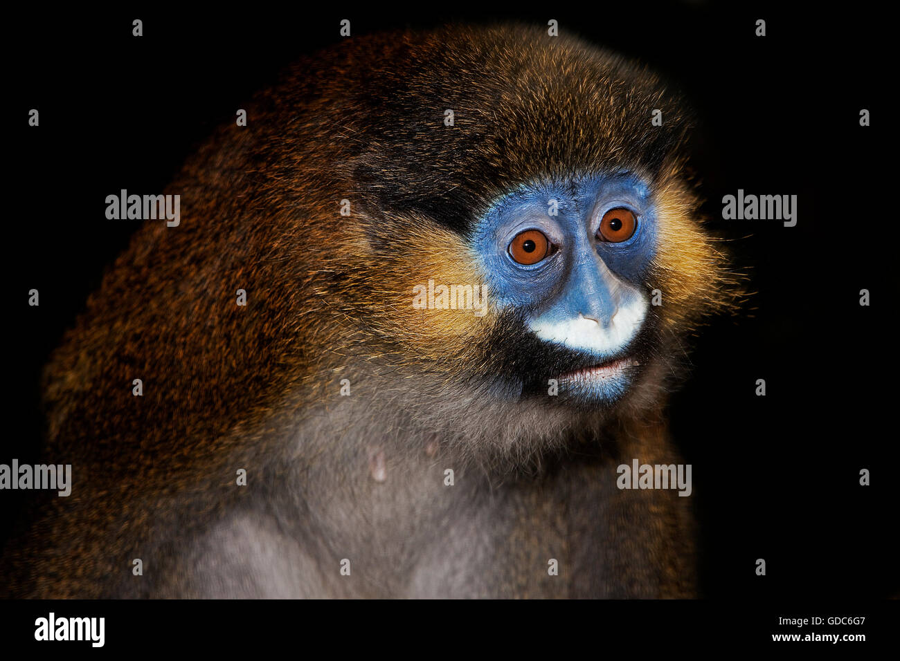 Kopf Nahaufnahme der SCHNAUZBÄRTIGE Affe oder MUSTACHED Affen führen Cephus vor schwarzem Hintergrund Stockfoto