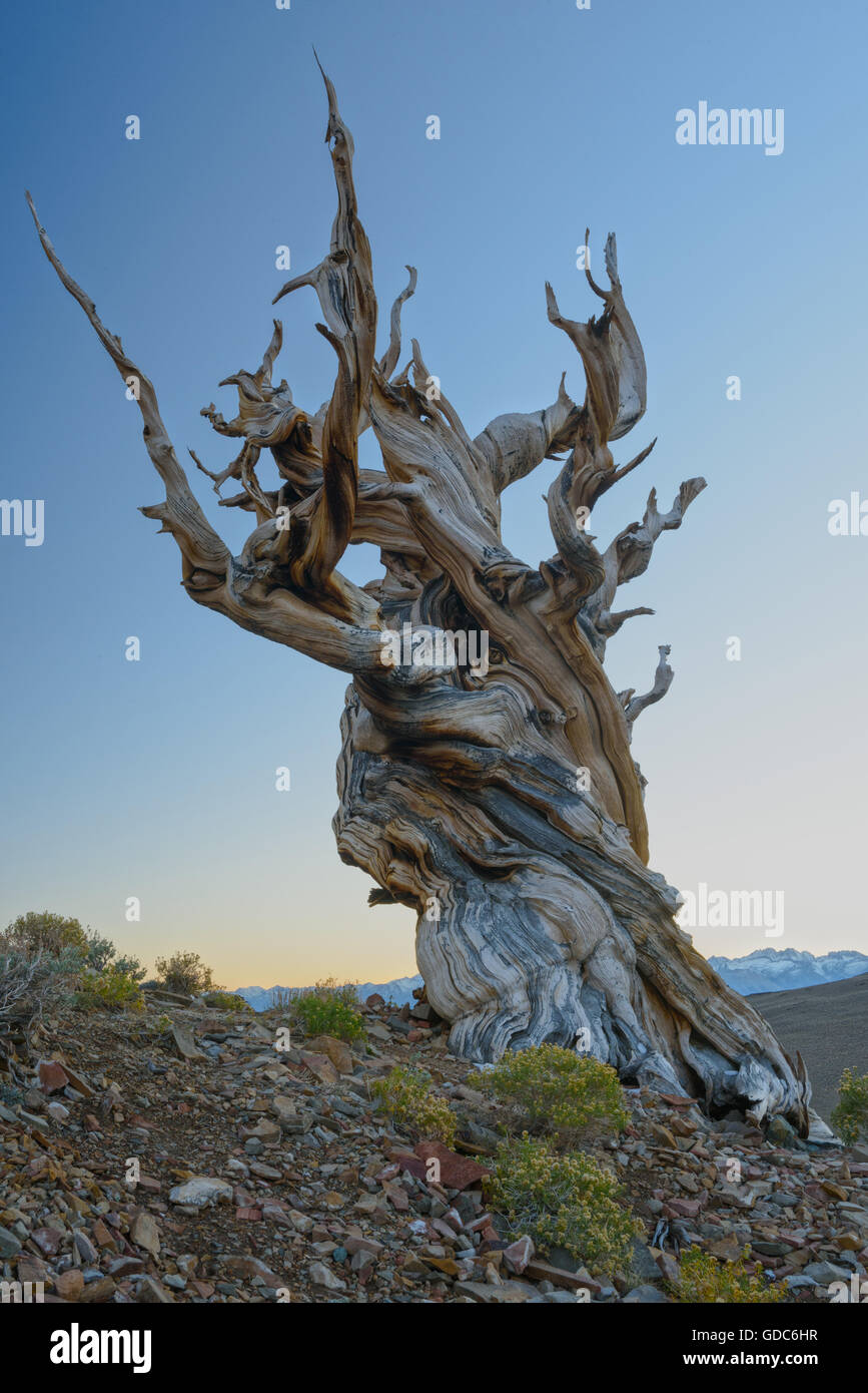 USA, Inyo County, östliche Sierra, California, The alten Bristlecone Pine Forest ist ein geschützter Bereich in dem weißen Berg hoch Stockfoto