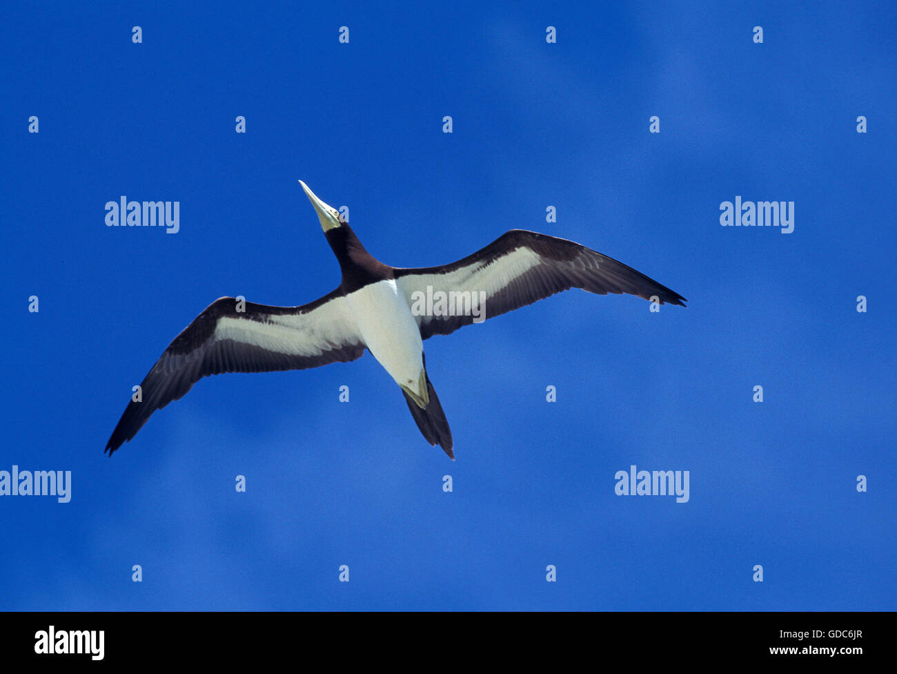 Braun Tölpel, Sula Leucogaster, Erwachsene im Flug gegen blauen Himmel, Australien Stockfoto