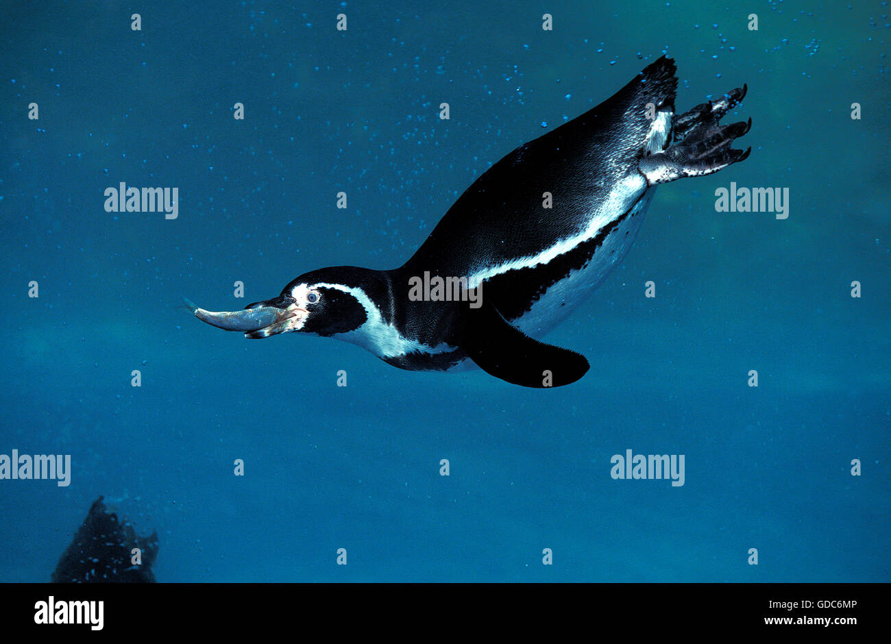 Humboldt-Pinguin, Spheniscus Humboldti Erwachsenen Fischen mit Fisch im Schnabel Stockfoto