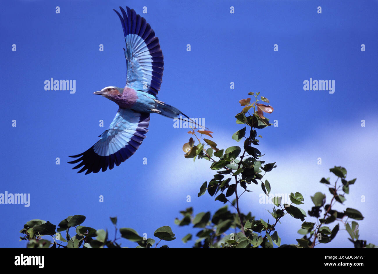 Lilac Breasted Roller, Coracias Caudata, Erwachsenen während des Fluges, ausziehen von Bush, Südafrika Stockfoto