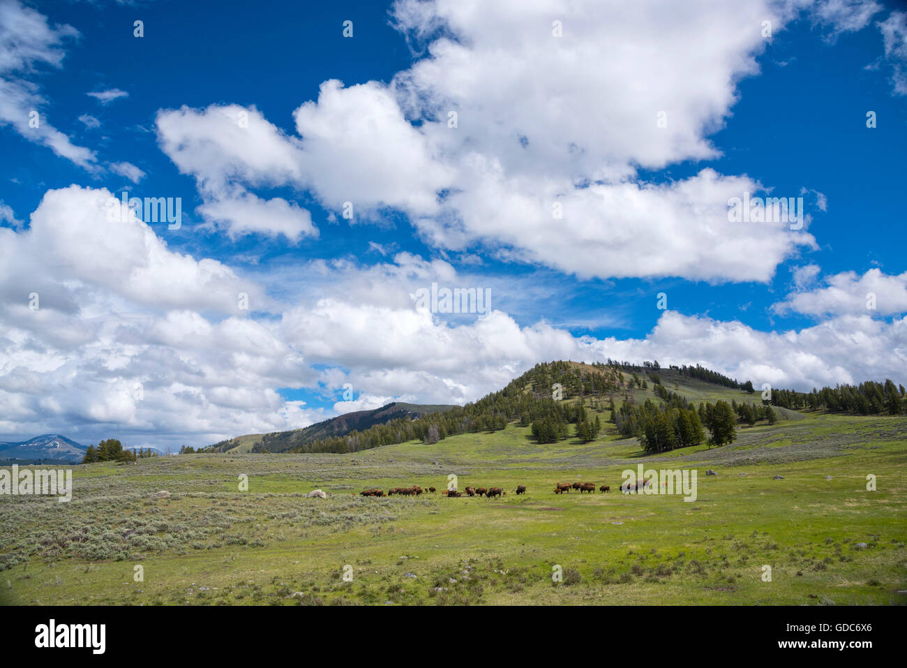 USA, Rocky Mountains, Wyoming, Yellowstone, Nationalpark, UNESCO, Welterbe, Bison Herde in Lamar Valley Stockfoto