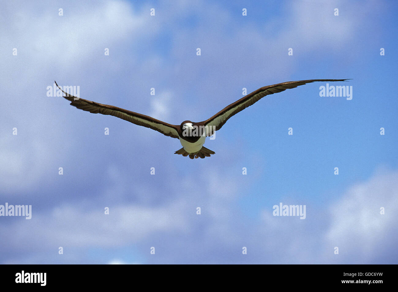 Braun Tölpel, Sula Leucogaster, Erwachsene im Flug, Australien Stockfoto