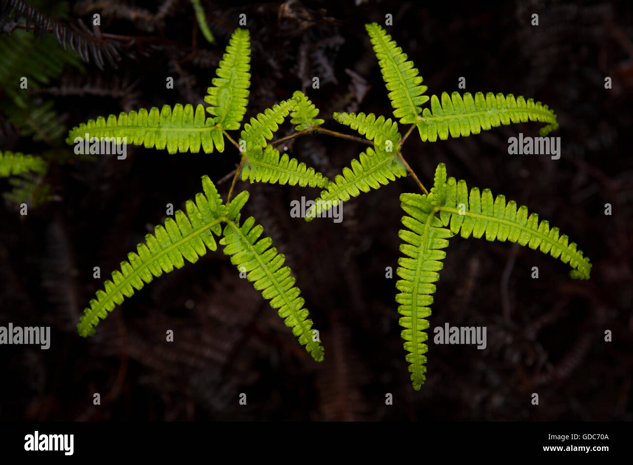 Kauai, Pflanzen, auch Pali Kona, reservieren, USA, Hawaii, Amerika, Natur, Stockfoto