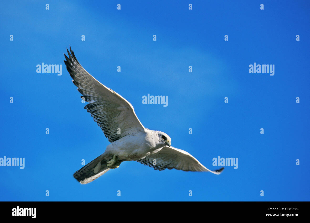 GERFALKE Falco Rusticolus, Erwachsene IN FLIGHT, Kanada Stockfoto