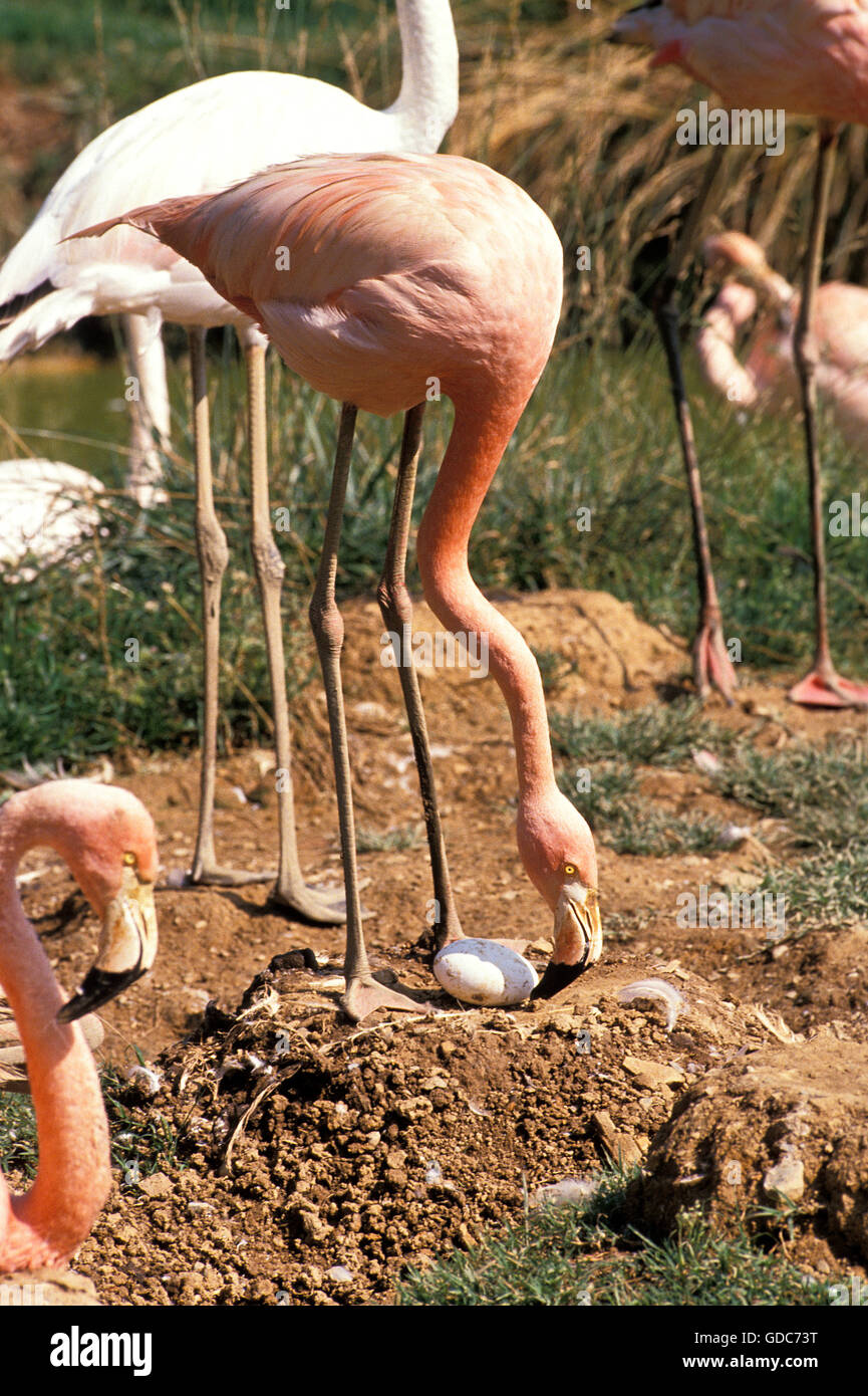 Größere Flamingo, Phoenicopterus Ruber Roseus, Erwachsene auf Nest, auf der Suche nach ei Stockfoto