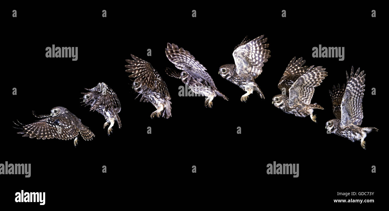 STEINKAUZ Athene Noctua, Erwachsene IN FLIGHT Bewegungsablauf Stockfoto