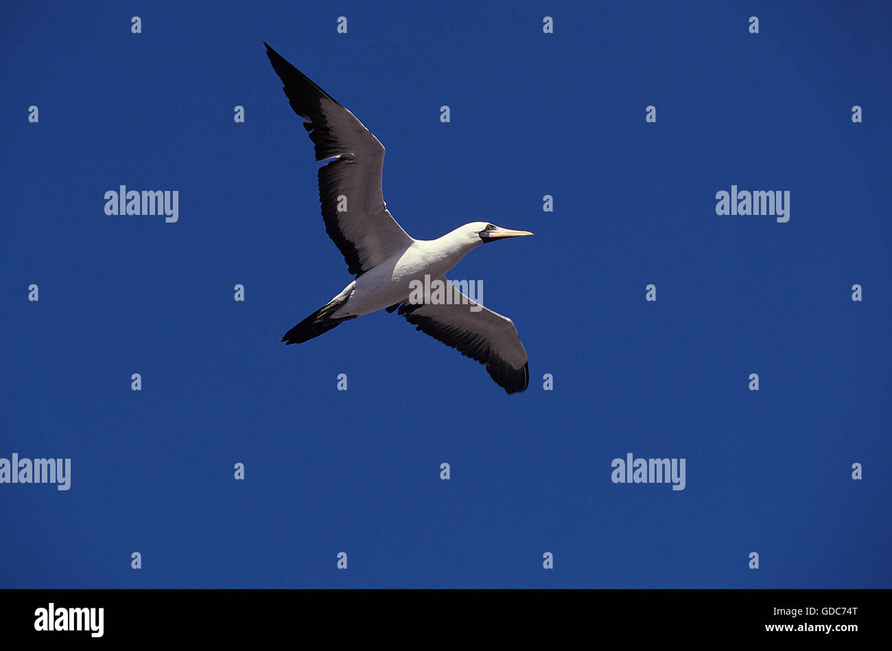 Maskierte Tölpel, Sula Dactylatra, Erwachsene im Flug gegen blauen Himmel, Galapagos-Inseln Stockfoto