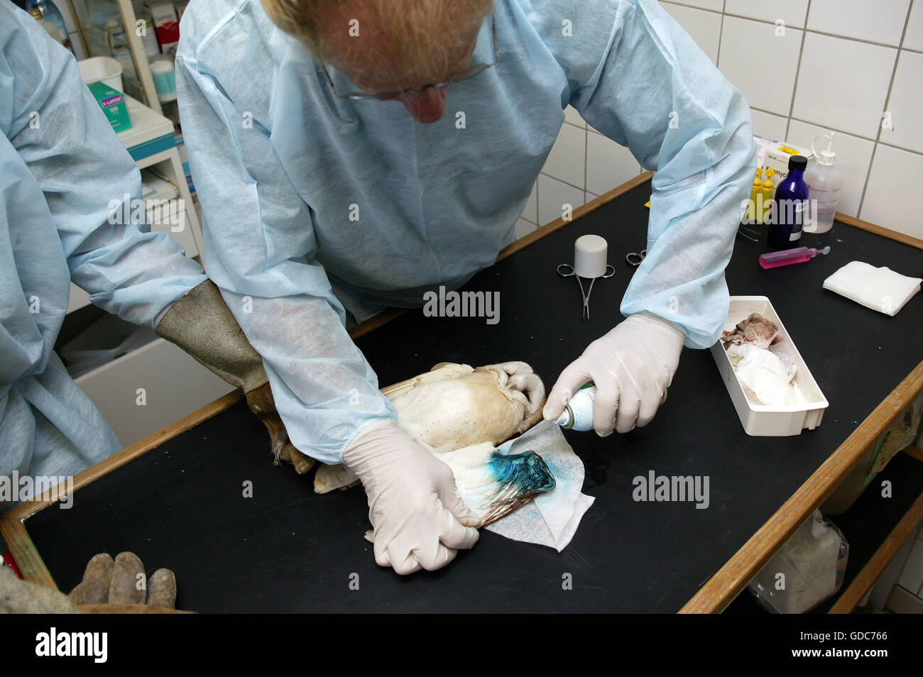SCHLEIEREULE, VERLETZTEN, GERETTETEN AN LA DAME BLANCHE, EIN TIERSCHUTZ-ZENTRUM IN NORMANDIE, FRANKREICH Stockfoto