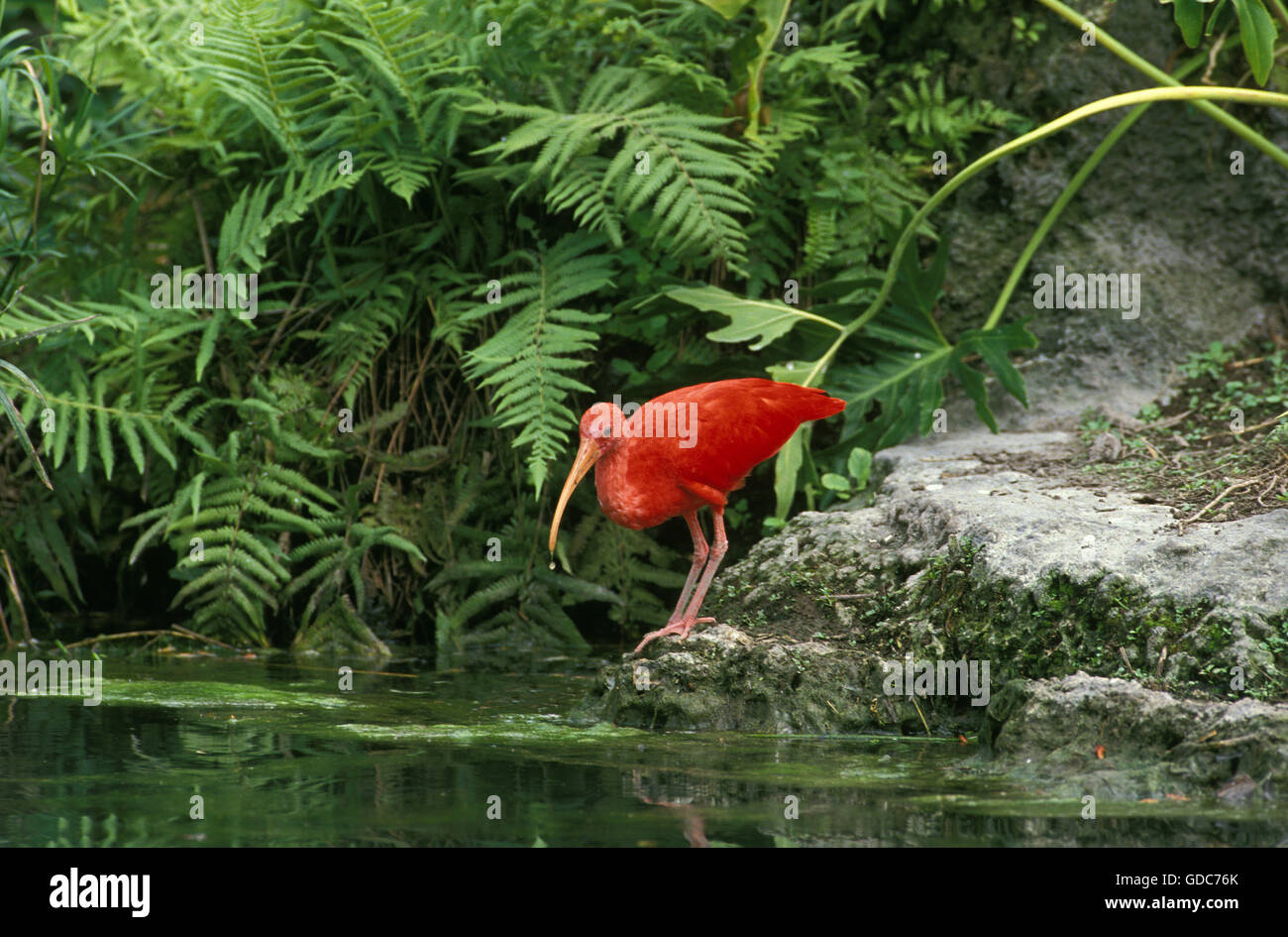 Scarlet Ibis, Eudocimus Ruber, Erwachsenen in der Nähe von Wasser Stockfoto