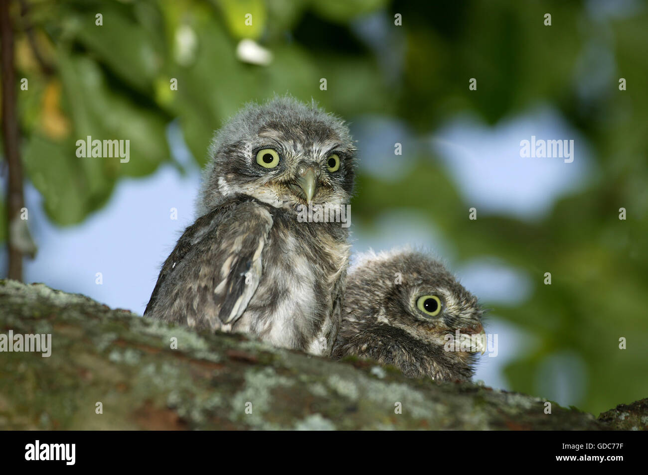 Steinkauz, Athene Noctua, Youngs auf Zweig, Normandie Stockfoto