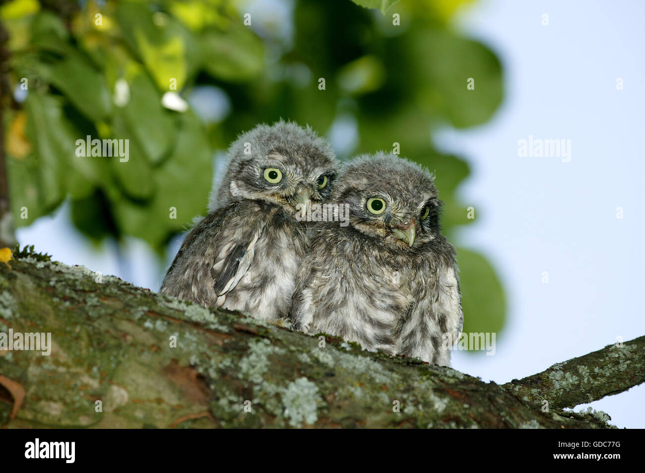 Steinkauz, Athene Noctua, Young auf Zweig, Normandie Stockfoto