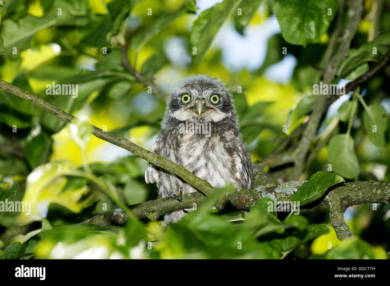 Steinkauz, Athene Noctua, Young auf Zweig, Normandie Stockfoto