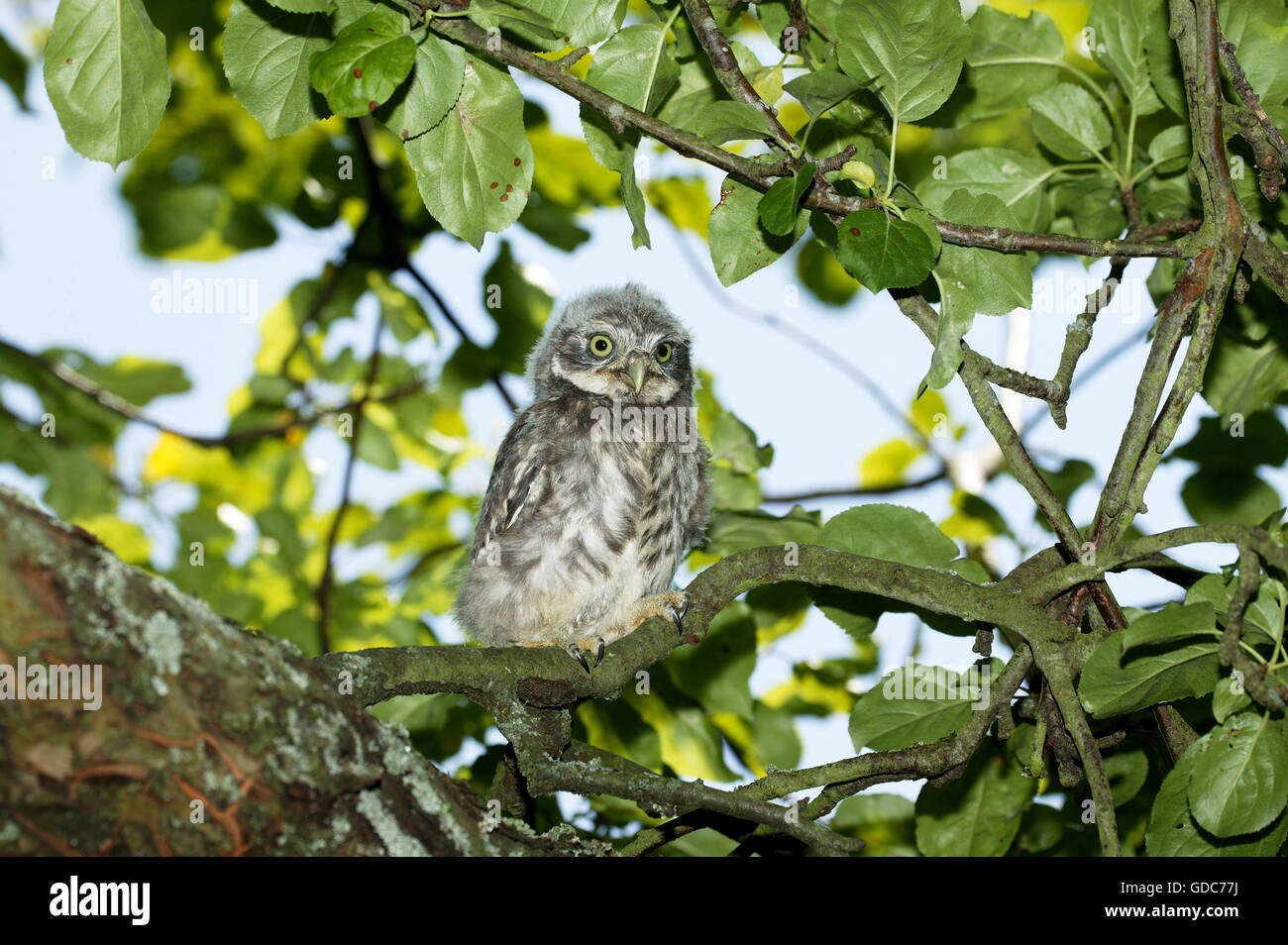Steinkauz, Athene Noctua, Young auf Zweig, Normandie Stockfoto