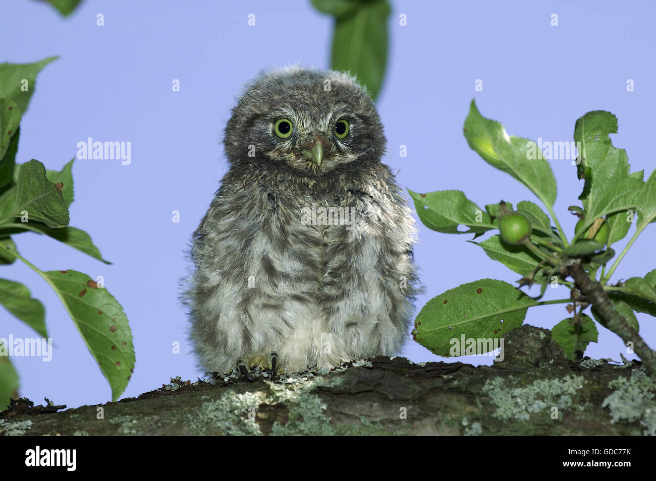Steinkauz, Athene Noctua, Young auf Zweig, Normandie Stockfoto