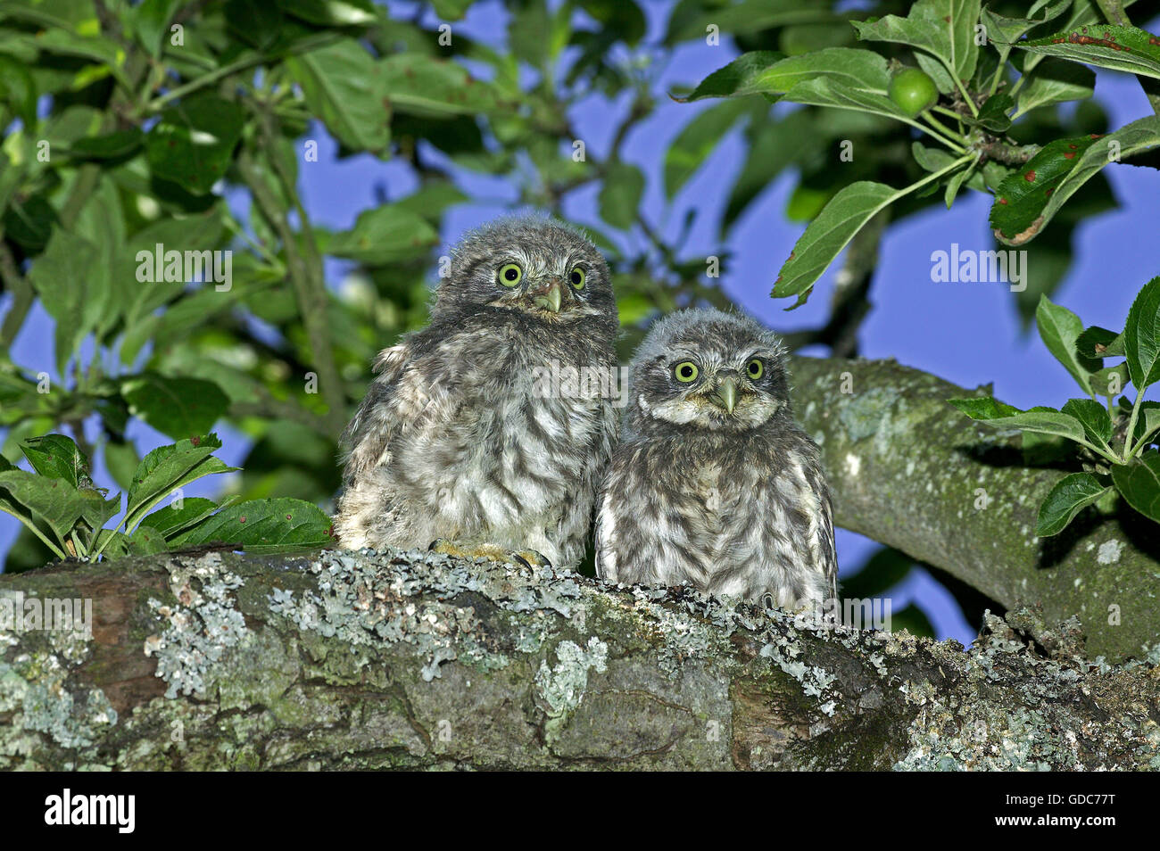 STEINKAUZ Athene Noctua, CHIK ON Filiale in der Nähe von NEST, Normandie IN Frankreich Stockfoto
