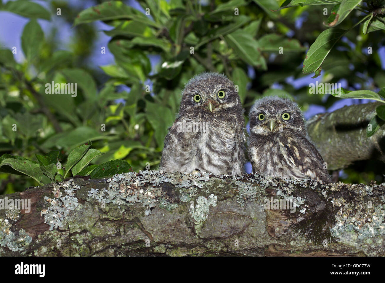 Steinkauz, Athene Noctua, Youngs auf Zweig, Normandie Stockfoto